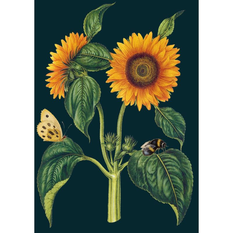 sunflowerbotanicalcardmadametreacle